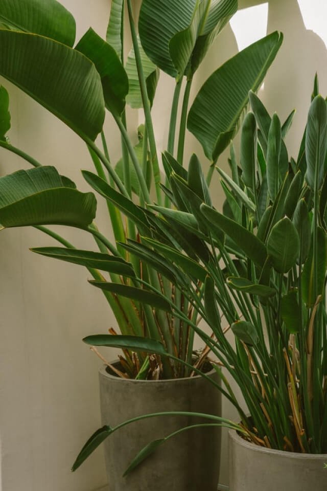 Spathiphyllum - Imagem 2