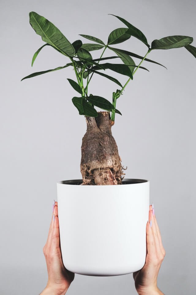 Pachira Braid - Imagem 2